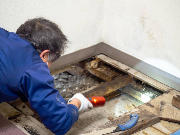  Sa De Oro Mount Helix, CA Mold Removal Pros