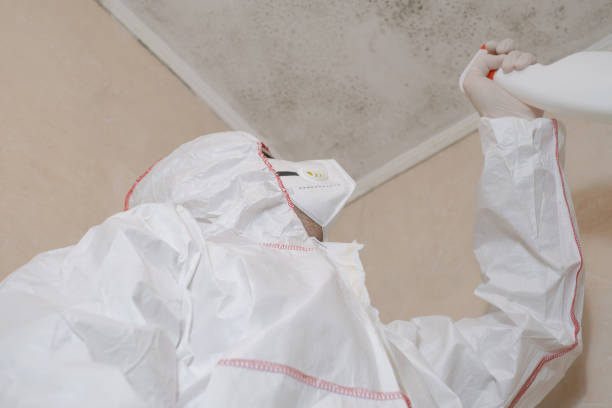 Best Mold Cleaning Services  in Sa De Oro Mount Helix, CA