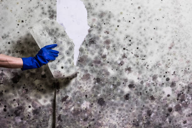 Best Certified Mold Removal  in Sa De Oro Mount Helix, CA