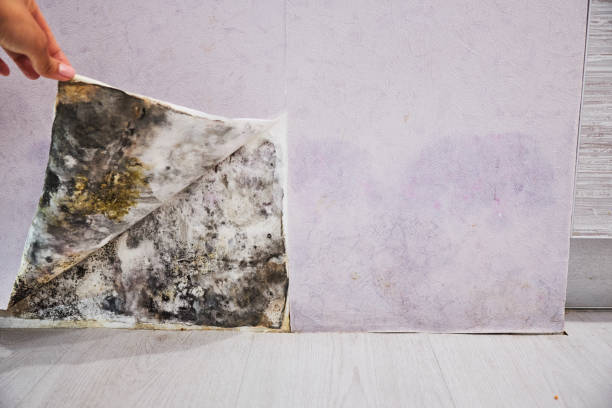 Best Toxic Mold Removal  in Sa De Oro Mount Helix, CA